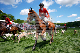 Iroquois Steeplechase Foxhounds