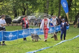 Плевен - немска овчарка - изложба