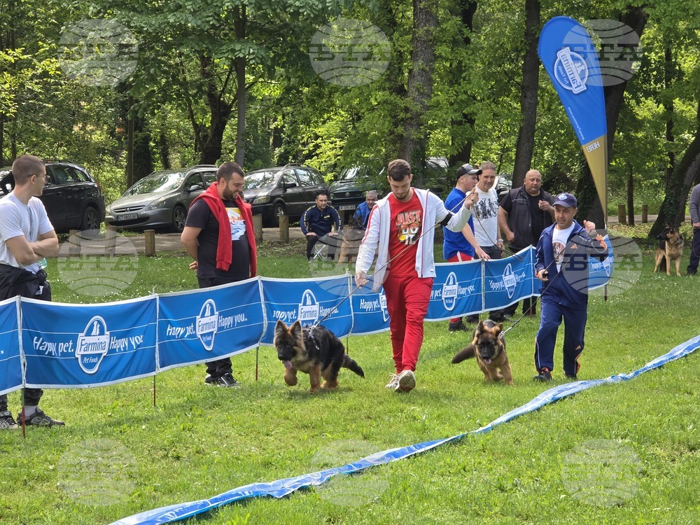 Плевен - немска овчарка - изложба