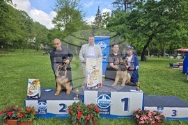 Плевен - немска овчарка - изложба