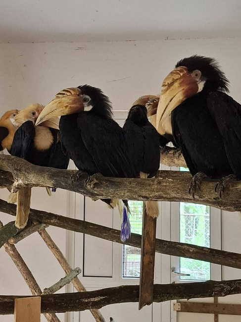 БАБХ пресече контрабанда на екзотични птици за стотици хиляди евро