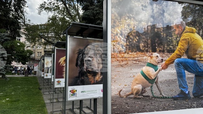 Photo Exhibition Encourages People to Adopt Shelter Dogs