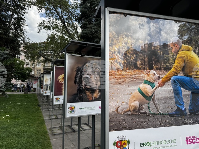 Photo Exhibition Encourages People to Adopt Shelter Dogs