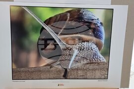 Ямбол - конкурс за рисунка и фотография - награди