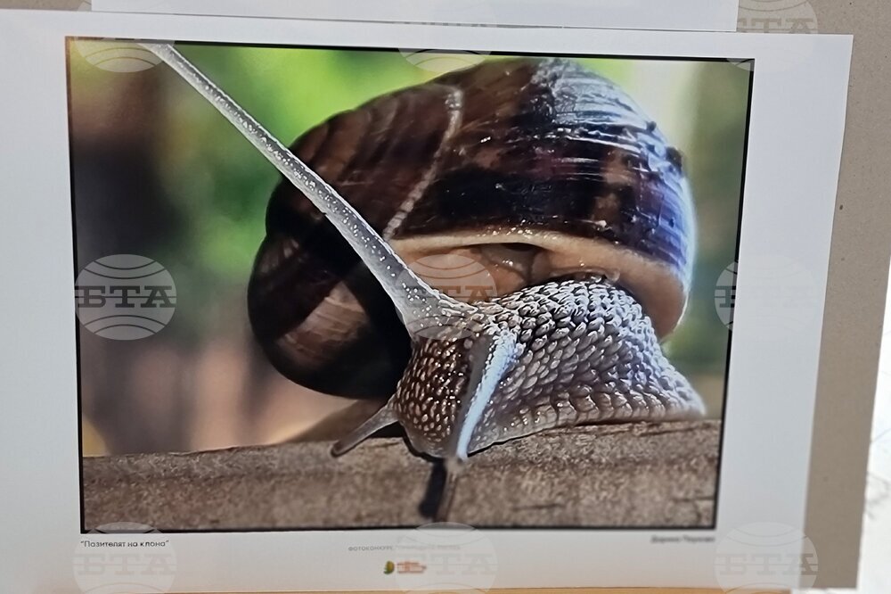 Ямбол - конкурс за рисунка и фотография - награди