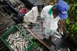 APTOPIX Climate Colombia Invasive Plants