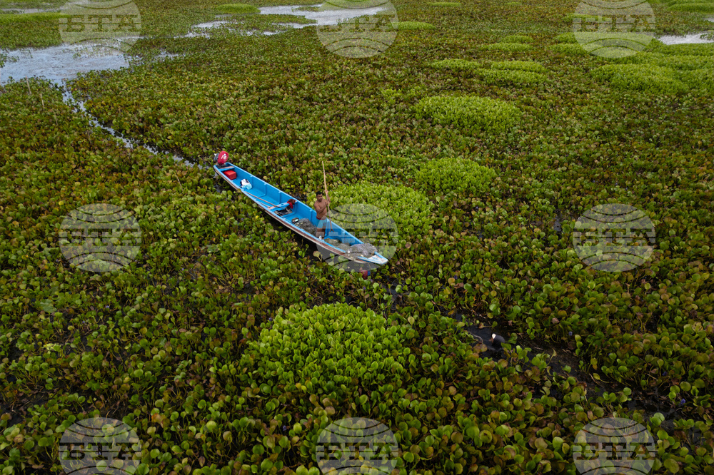 APTOPIX Climate Colombia Invasive Plants
