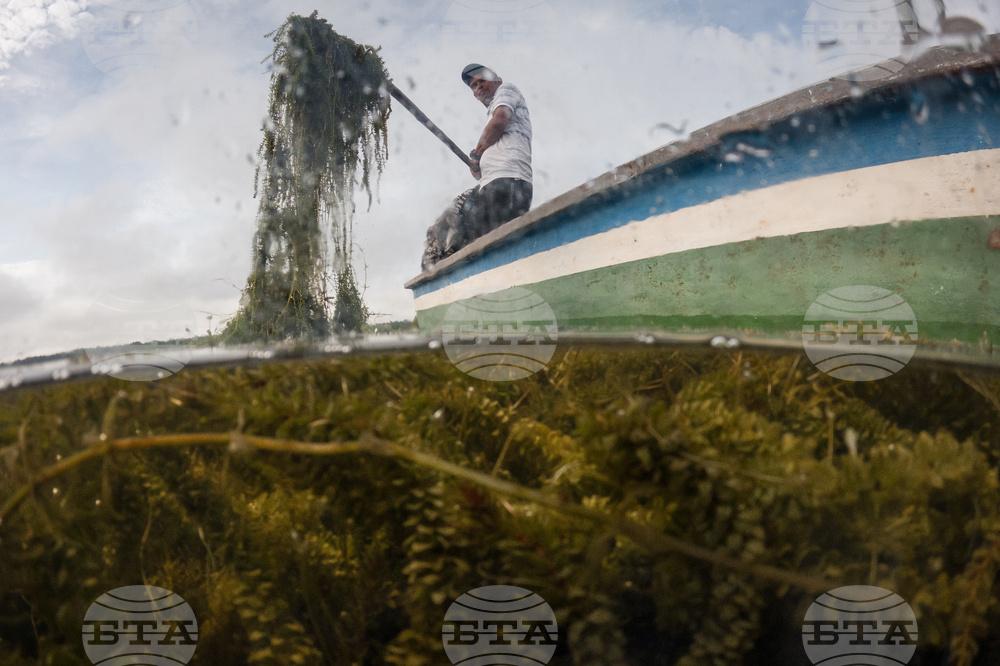 APTOPIX Climate Colombia Invasive Plants