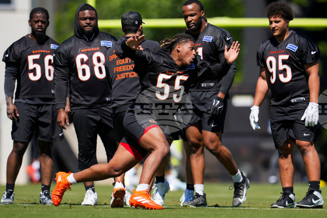 Bengals Football