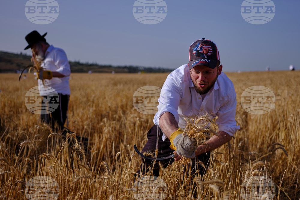 APTOPIX Mideast Israel Wheat