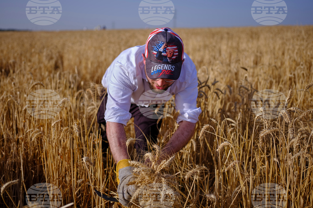 Mideast Israel Wheat