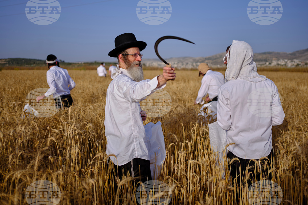 APTOPIX Mideast Israel Wheat