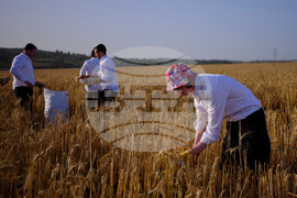 Mideast Israel Wheat