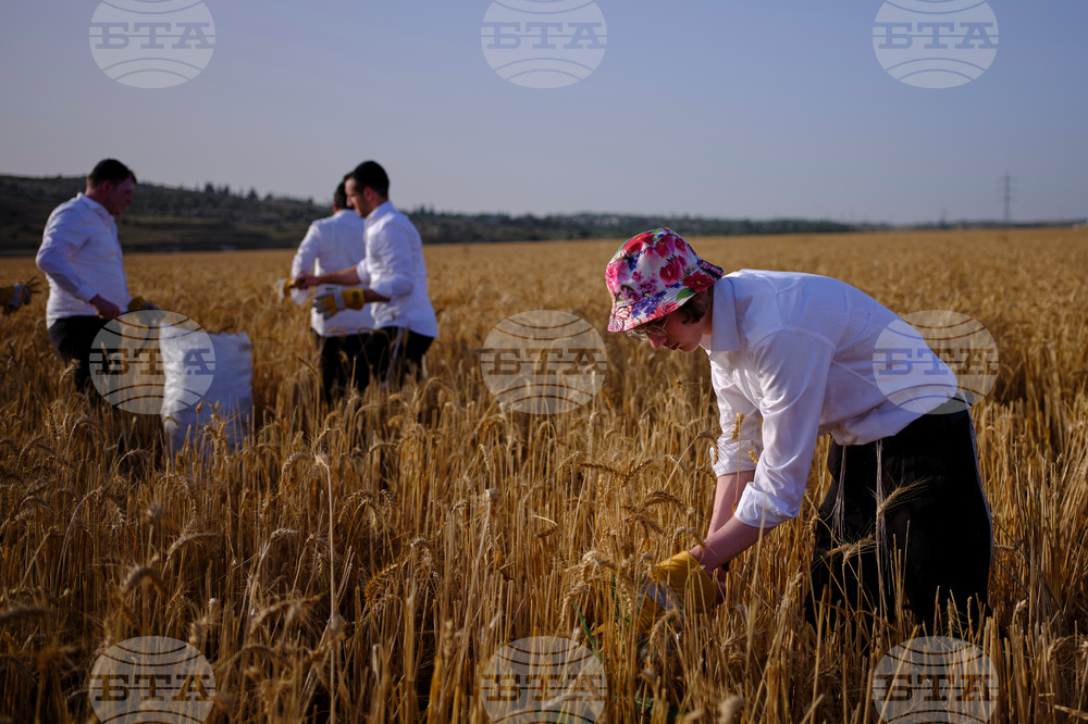 Mideast Israel Wheat