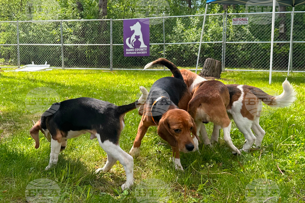 Animal Welfare Protest Wisconsin