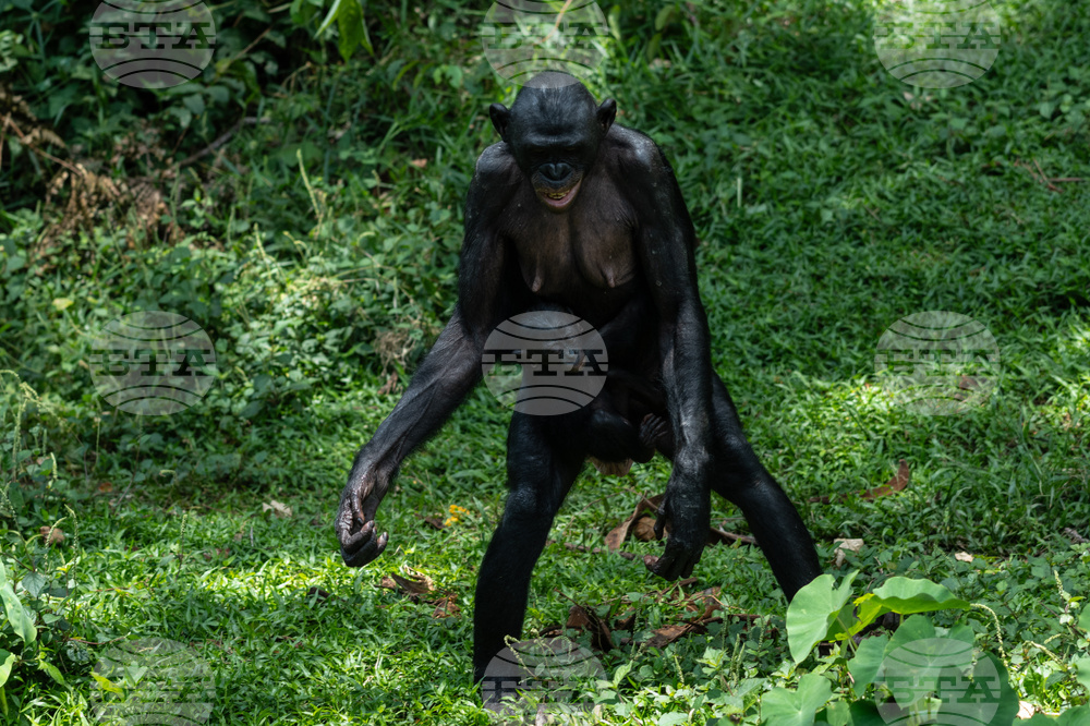 Congo Bonobo Conservation