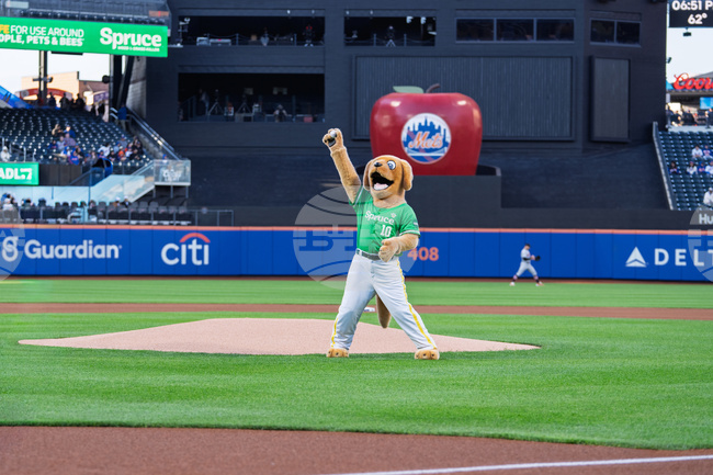 Spruce at Mets Bark at the Park
