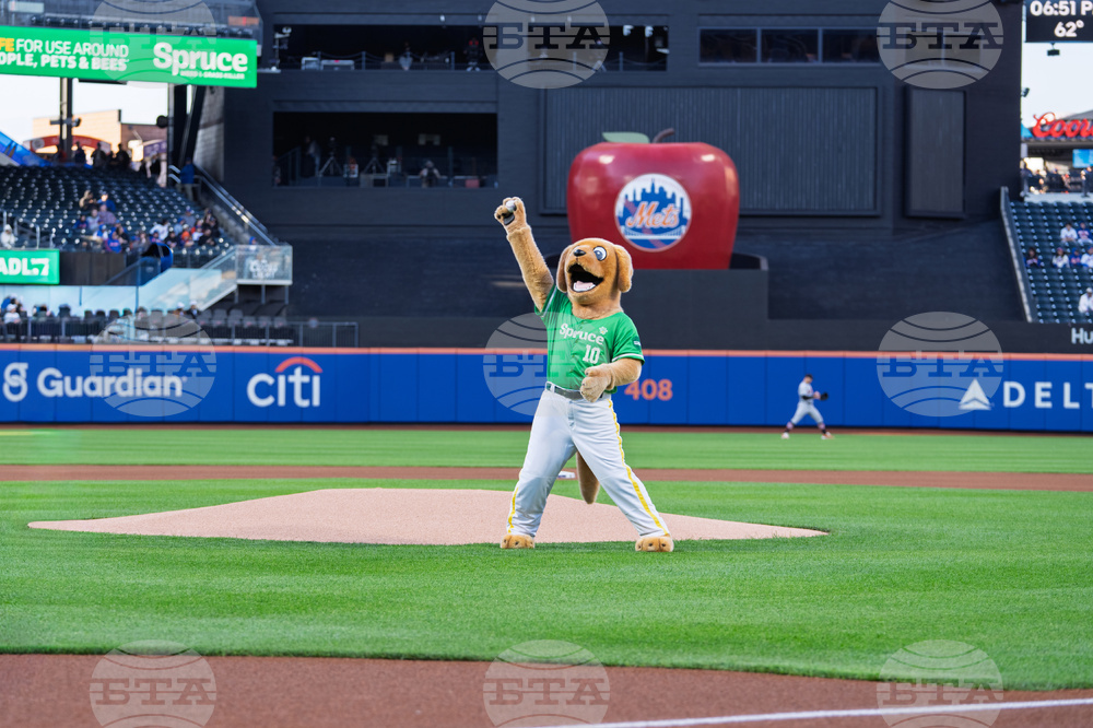 Spruce at Mets Bark at the Park