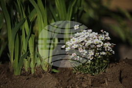 ХТМУ - Зелен остров - инициатива