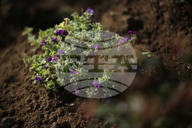 ХТМУ - Зелен остров - инициатива