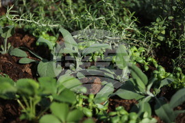 ХТМУ - Зелен остров - инициатива