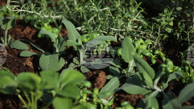 Cultural Union in Bratislava Collects Materials for Bulgarian Gardening Heritage Bid in Slovakia