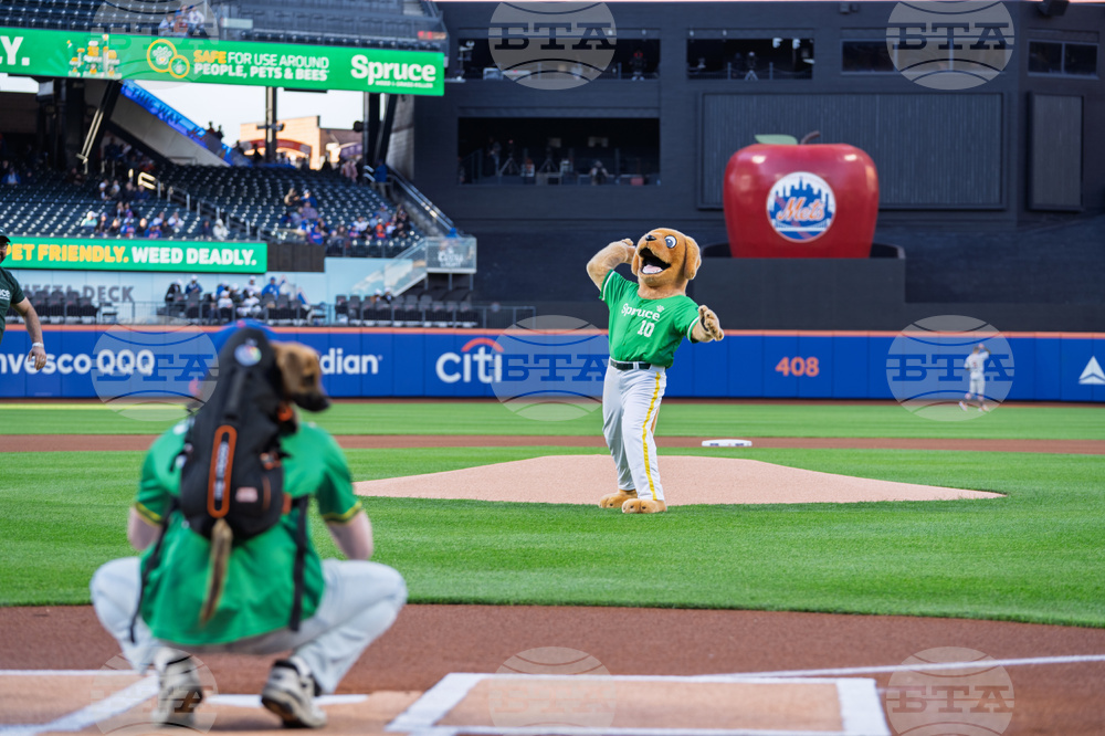 Spruce at Mets Bark at the Park