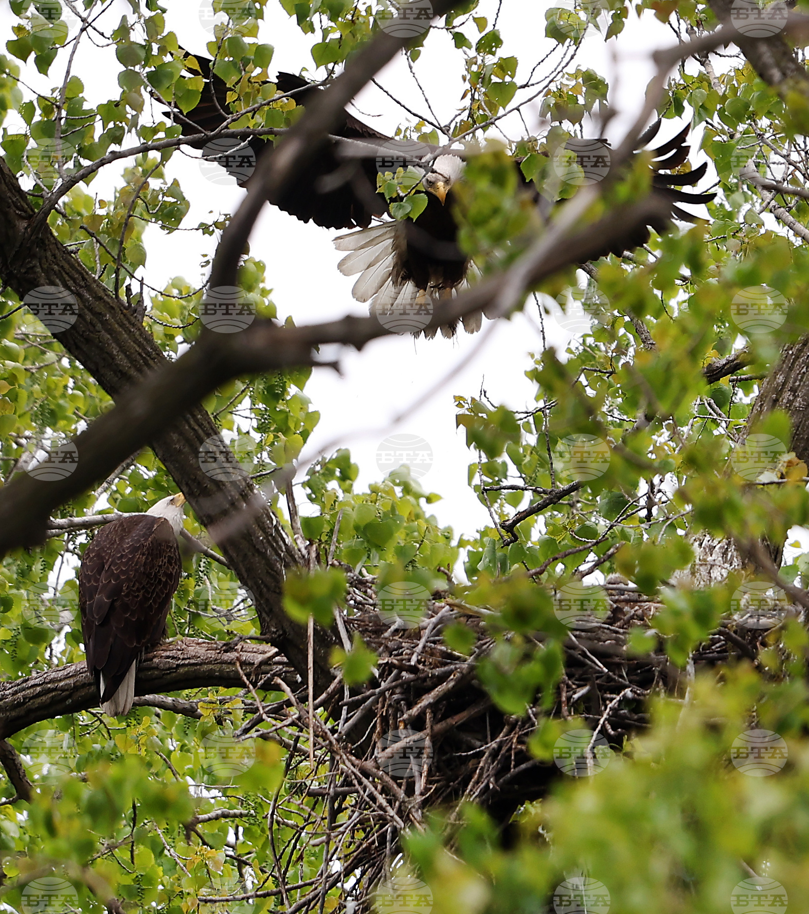 Baby Eagles Chicago
