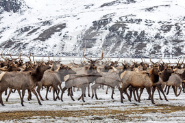 National Elk Refuge Disease