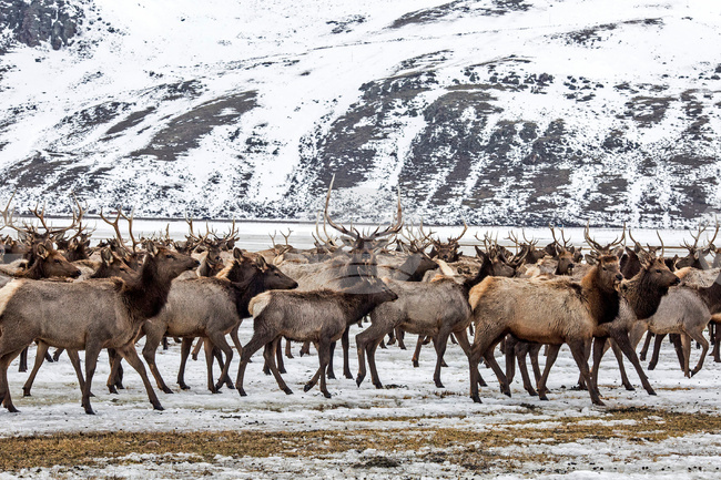 National Elk Refuge Disease
