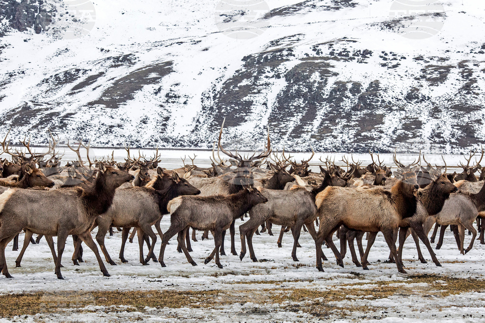National Elk Refuge Disease