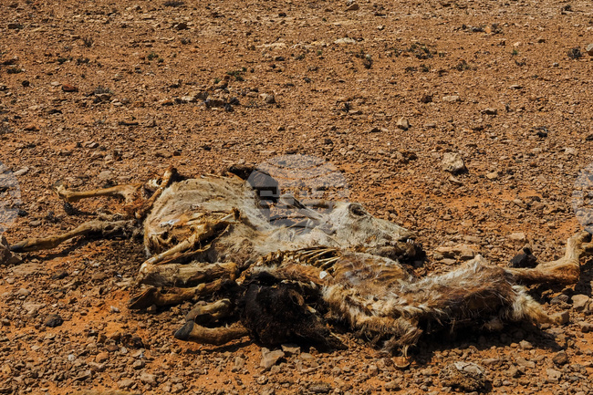 Somalia Drought