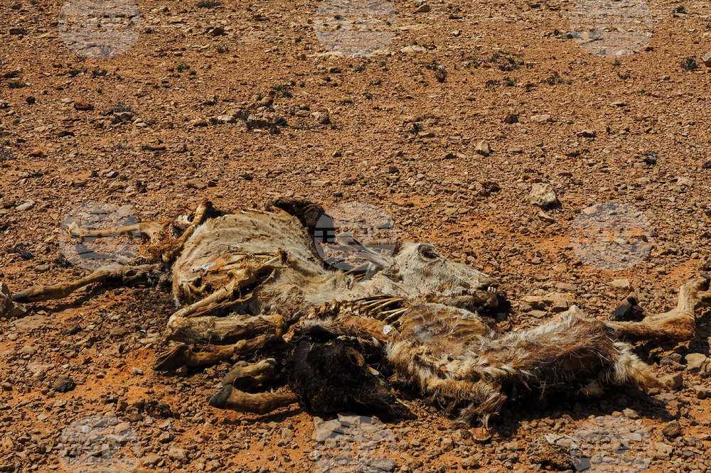 Somalia Drought