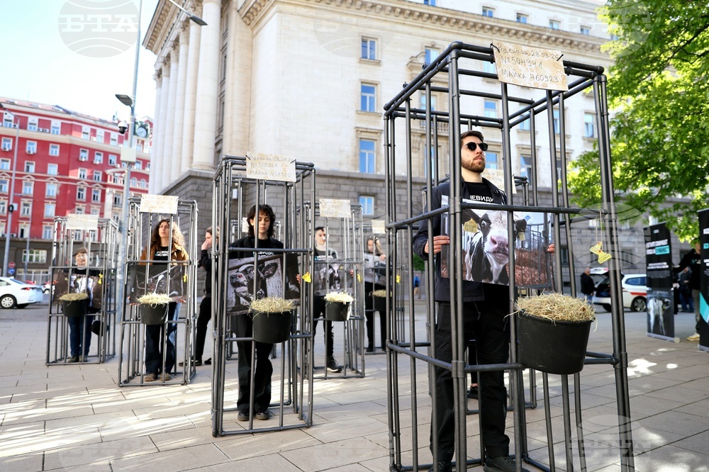 Протест - телета в клетки - отглеждане