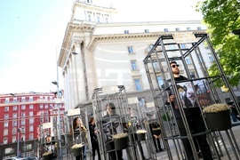 Протест - телета в клетки - отглеждане