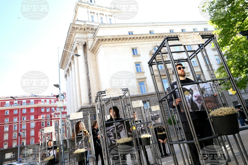 Протест - телета в клетки - отглеждане