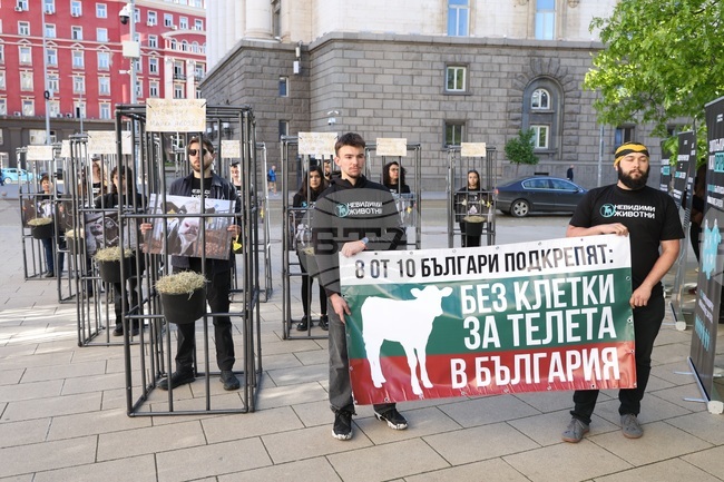 Протест - телета в клетки - отглеждане
