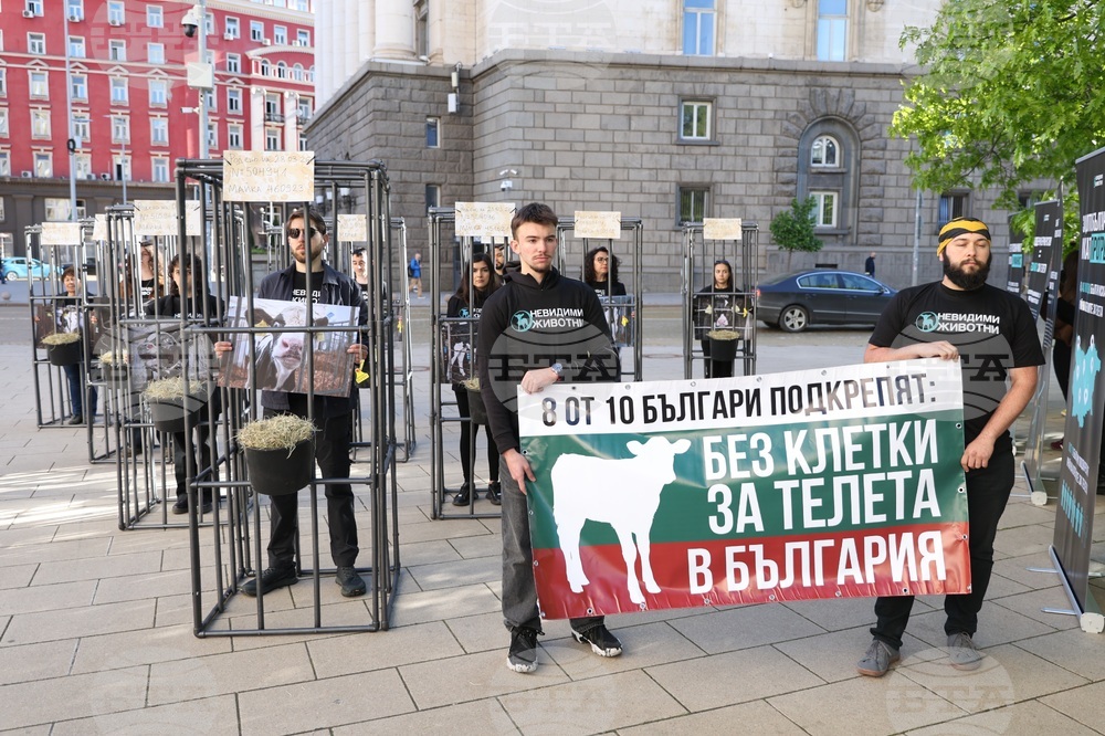Протест - телета в клетки - отглеждане