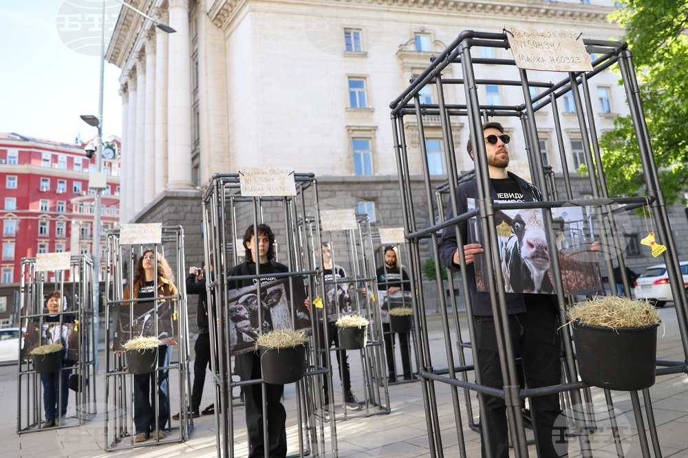 Протест - телета в клетки - отглеждане