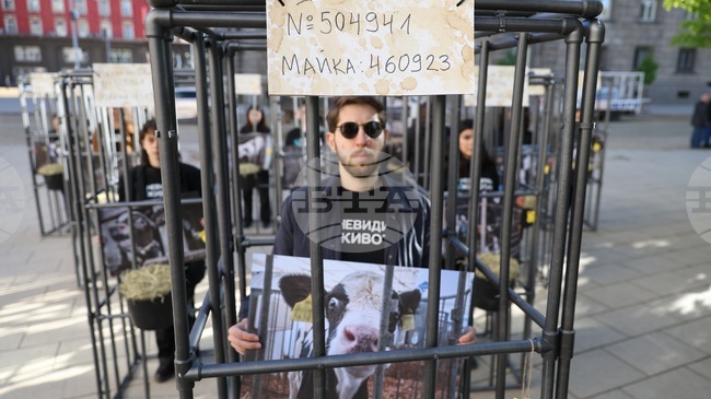 Демонстранти влязоха в клетки в близост до парламента и призоваха за хуманно отношение към телетата