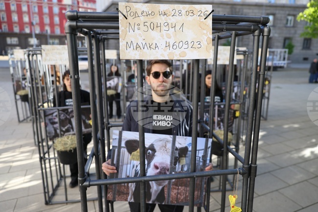 Демонстранти влязоха в клетки в близост до парламента и призоваха за хуманно отношение към телетата