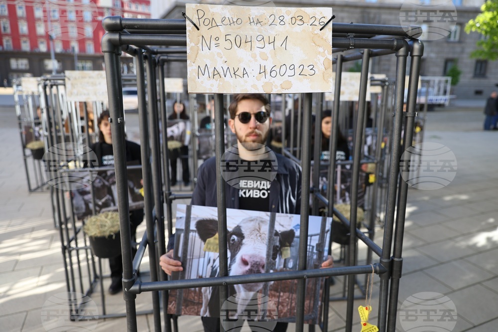 Протест - телета в клетки - отглеждане