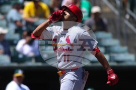 Cardinals Athletics Baseball