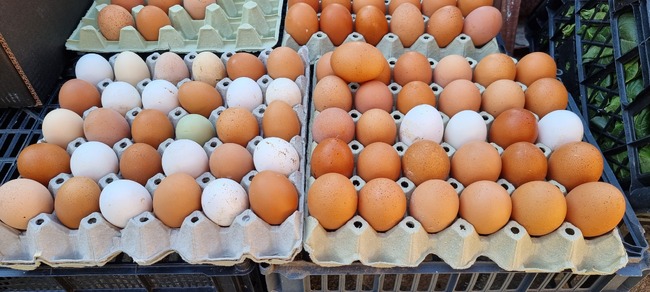 Нов доклад разкрива напредъка на българския бизнес към етично потребление на яйца