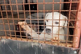 Romania Dogs