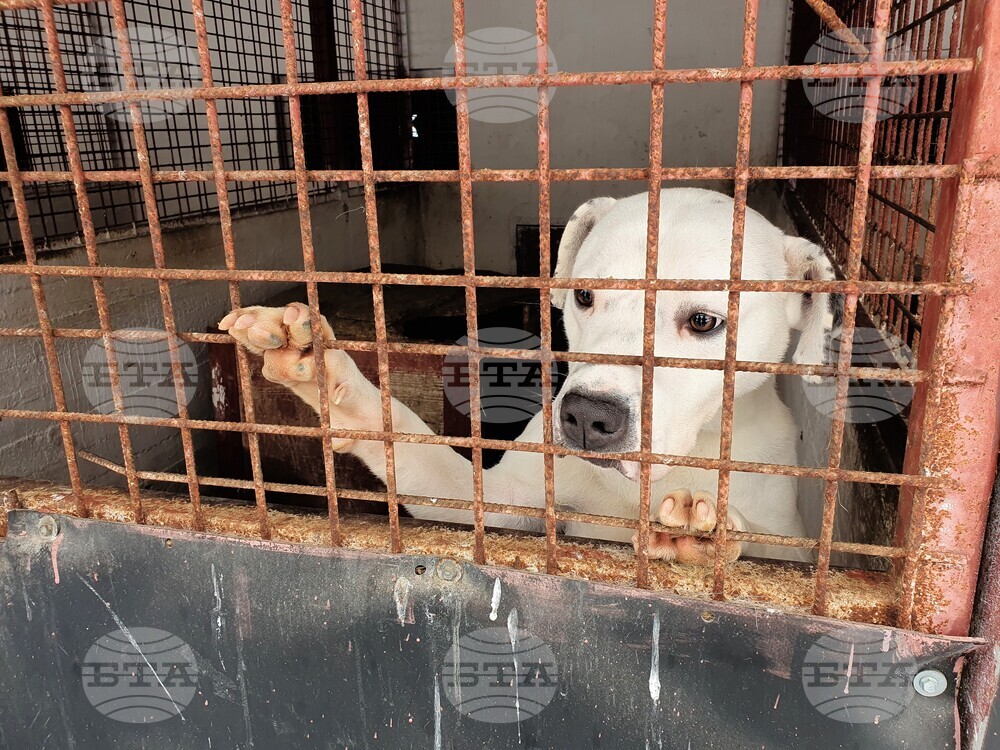 Romania Dogs