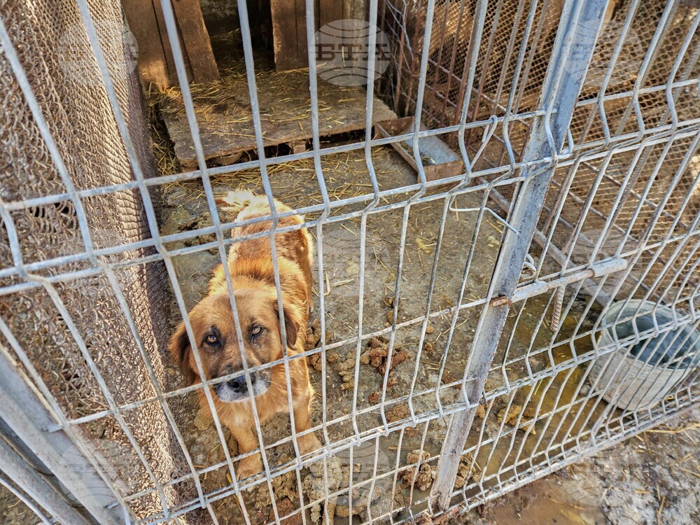 Romania Dogs