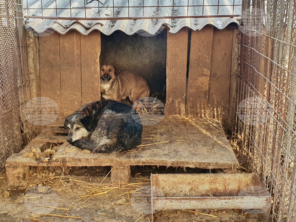 Romania Dogs