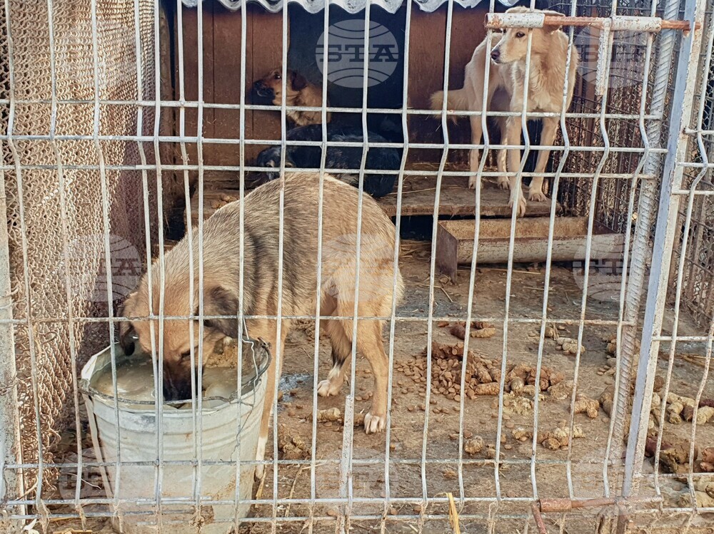 Romania Dogs
