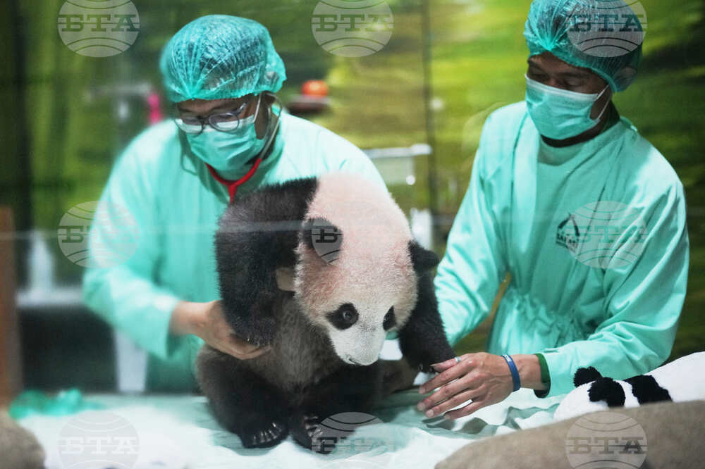 Indonesia Giant Panda